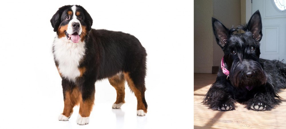 Scottish Terrier vs Bernese Mountain Dog - Breed Comparison