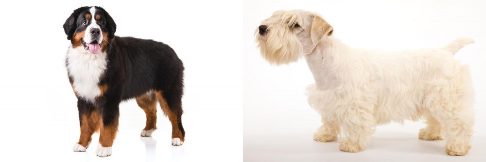 Sealyham Terrier vs Bernese Mountain Dog - Breed Comparison