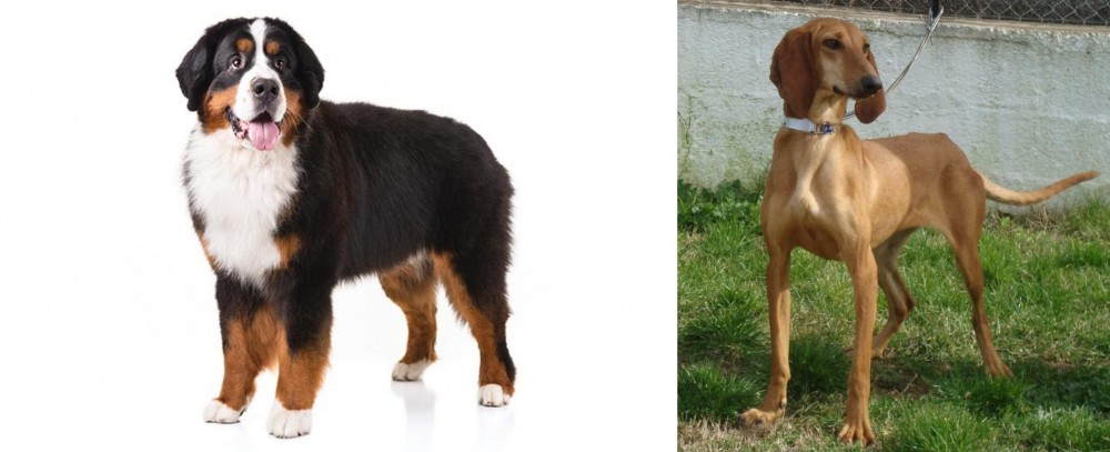 Segugio Italiano vs Bernese Mountain Dog - Breed Comparison