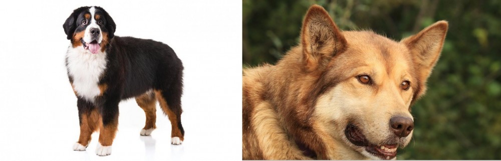Seppala Siberian Sleddog vs Bernese Mountain Dog - Breed Comparison