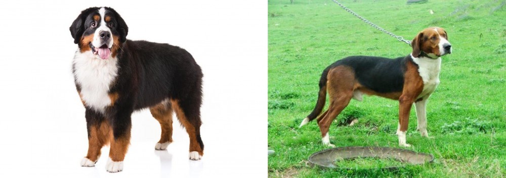 Serbian Tricolour Hound vs Bernese Mountain Dog - Breed Comparison