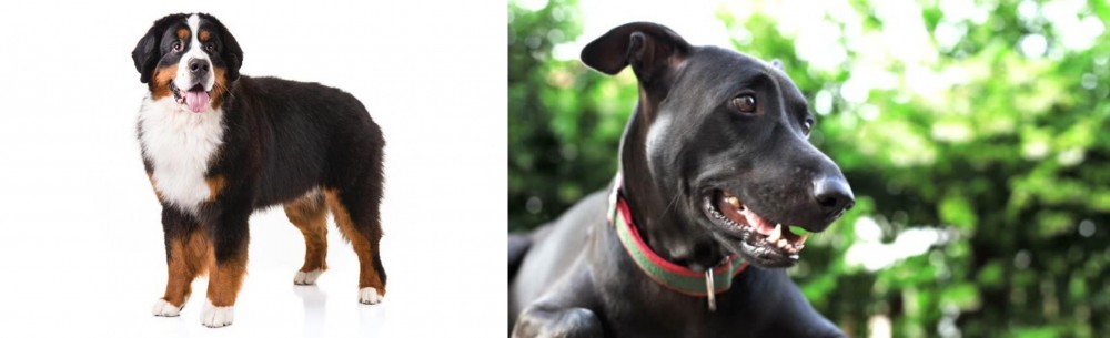Shepard Labrador vs Bernese Mountain Dog - Breed Comparison