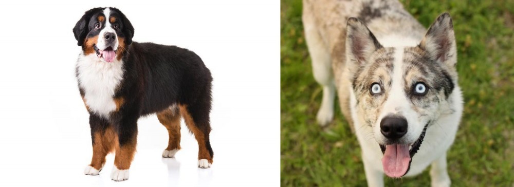 Shepherd Husky vs Bernese Mountain Dog - Breed Comparison