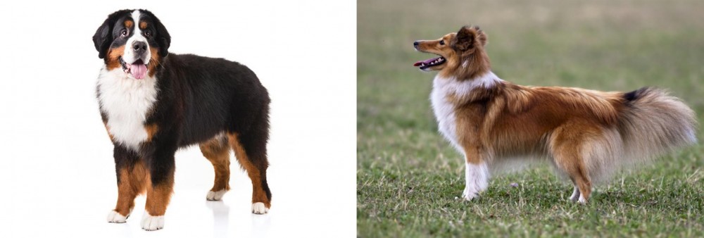 Shetland Sheepdog vs Bernese Mountain Dog - Breed Comparison