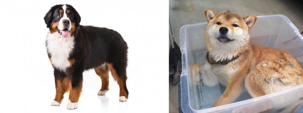 Shiba Inu vs Bernese Mountain Dog - Breed Comparison