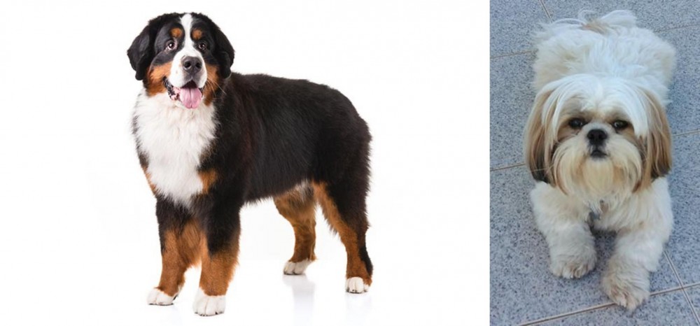 Shih Tzu vs Bernese Mountain Dog - Breed Comparison