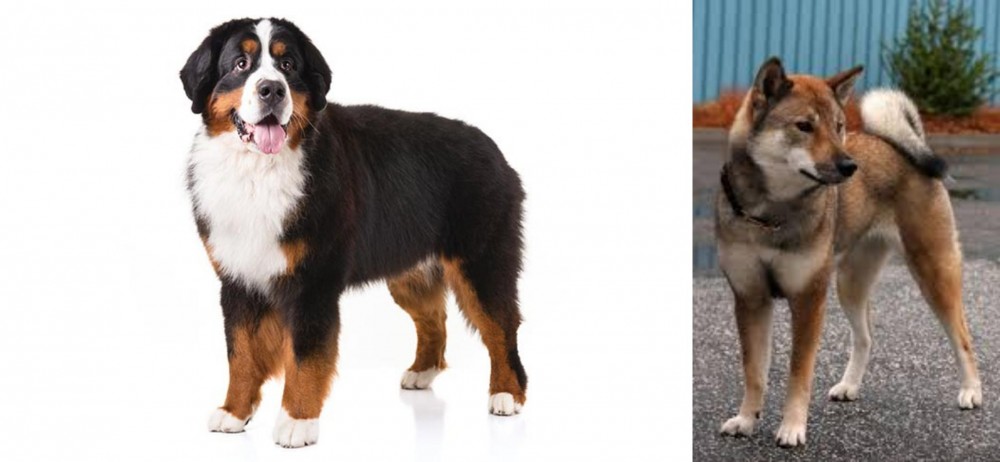 Shikoku vs Bernese Mountain Dog - Breed Comparison