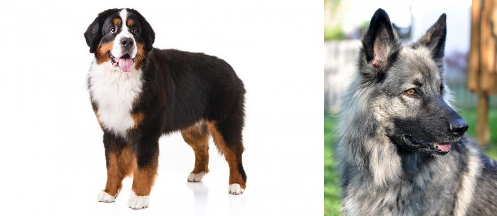 Shiloh Shepherd vs Bernese Mountain Dog - Breed Comparison