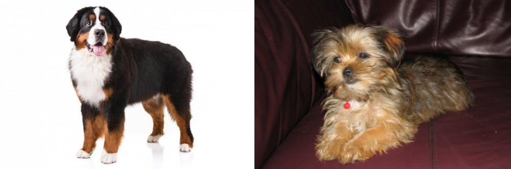 Shorkie vs Bernese Mountain Dog - Breed Comparison
