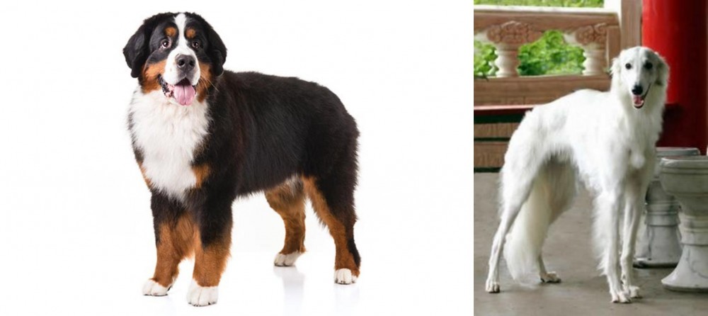 Silken Windhound vs Bernese Mountain Dog - Breed Comparison