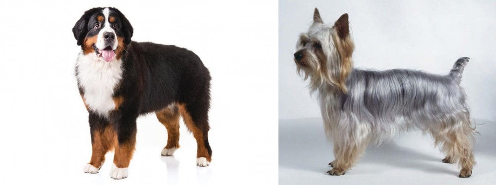 Silky Terrier vs Bernese Mountain Dog - Breed Comparison