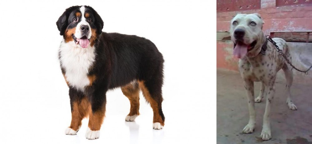 Sindh Mastiff vs Bernese Mountain Dog - Breed Comparison