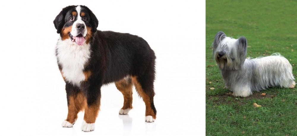 Skye Terrier vs Bernese Mountain Dog - Breed Comparison
