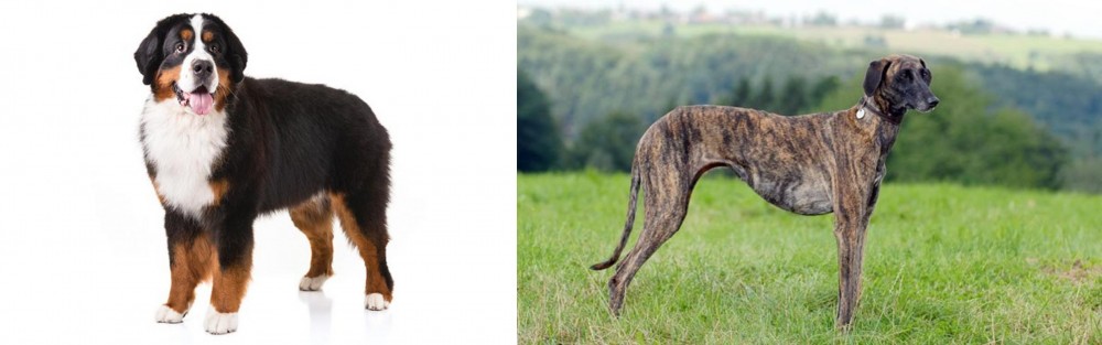 Sloughi vs Bernese Mountain Dog - Breed Comparison