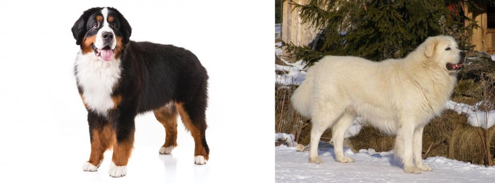 Slovak Cuvac vs Bernese Mountain Dog - Breed Comparison