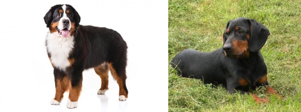 Slovakian Hound vs Bernese Mountain Dog - Breed Comparison