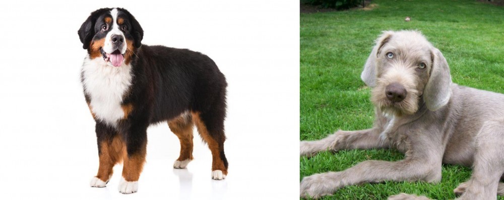 Slovakian Rough Haired Pointer vs Bernese Mountain Dog - Breed Comparison