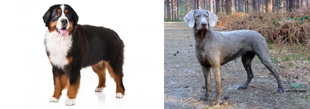 Slovensky Hrubosrsty Stavac vs Bernese Mountain Dog - Breed Comparison
