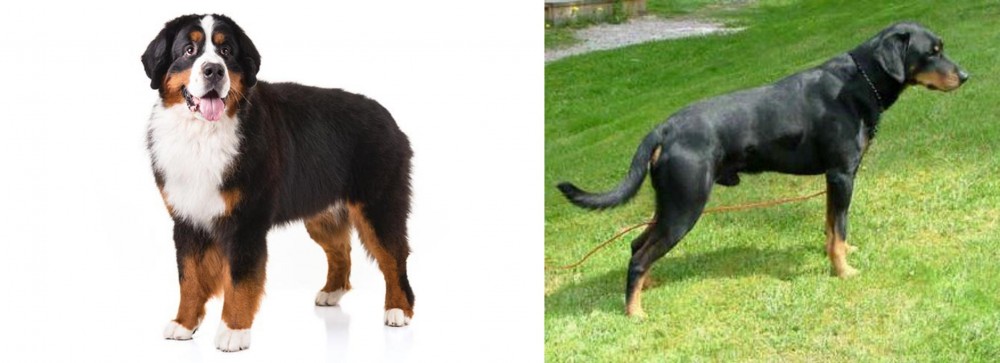 Smalandsstovare vs Bernese Mountain Dog - Breed Comparison