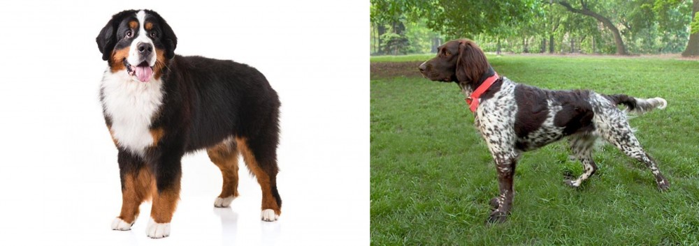 Small Munsterlander vs Bernese Mountain Dog - Breed Comparison