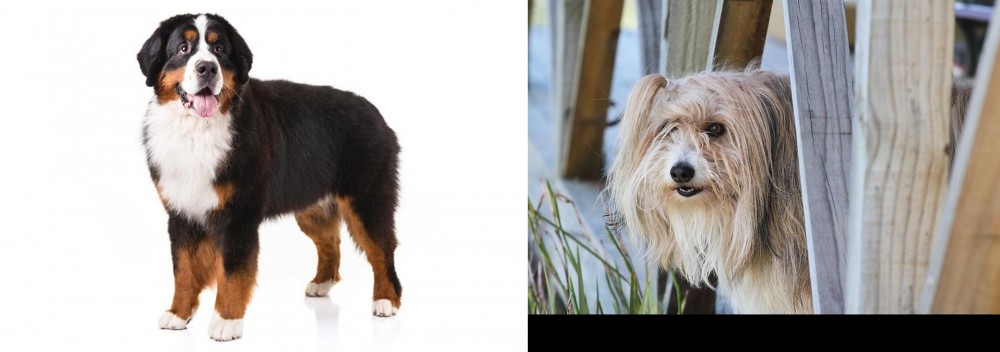 Smithfield vs Bernese Mountain Dog - Breed Comparison