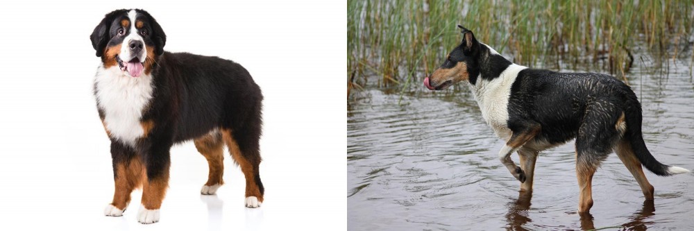 Smooth Collie vs Bernese Mountain Dog - Breed Comparison