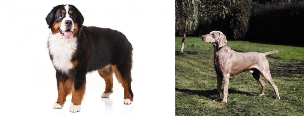 Smooth Haired Weimaraner vs Bernese Mountain Dog - Breed Comparison