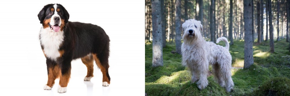 Soft-Coated Wheaten Terrier vs Bernese Mountain Dog - Breed Comparison