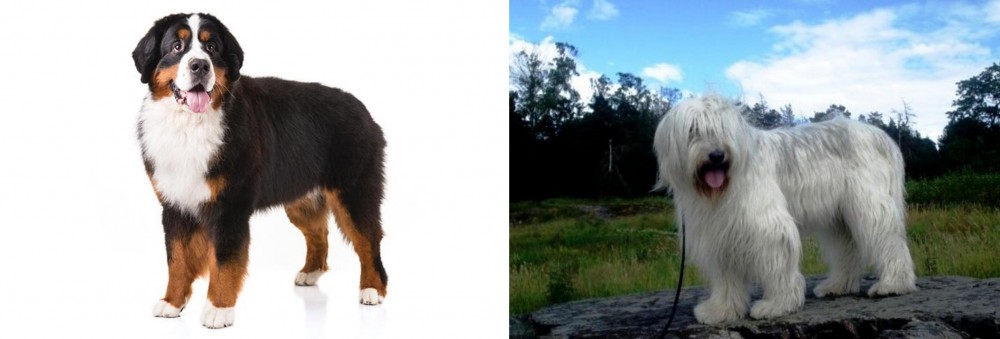 South Russian Ovcharka vs Bernese Mountain Dog - Breed Comparison