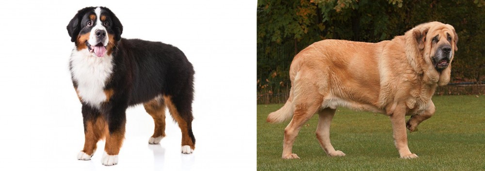 Spanish Mastiff vs Bernese Mountain Dog - Breed Comparison