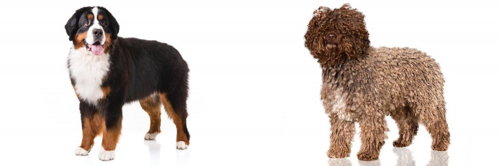 Spanish Water Dog vs Bernese Mountain Dog - Breed Comparison