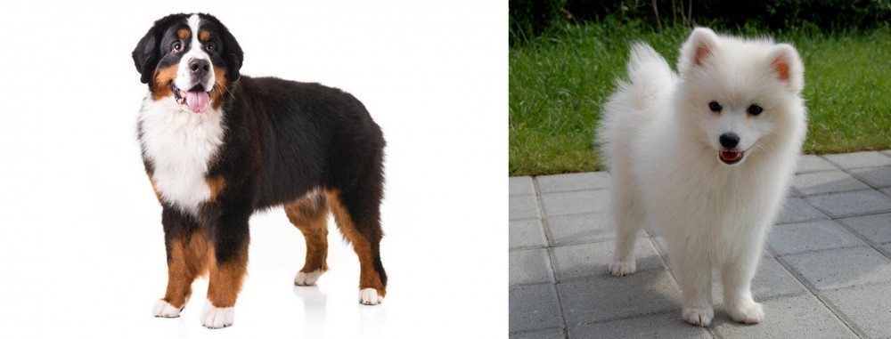 Spitz vs Bernese Mountain Dog - Breed Comparison