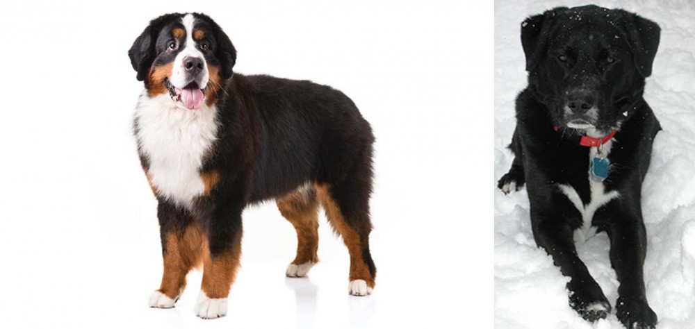 St. John's Water Dog vs Bernese Mountain Dog - Breed Comparison