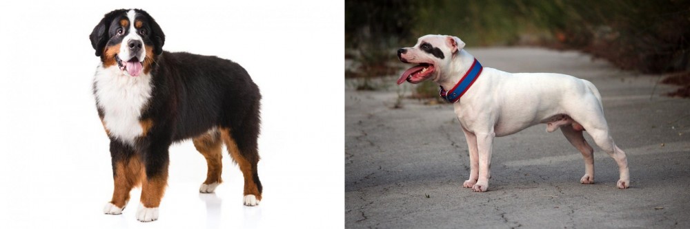 Staffordshire Bull Terrier vs Bernese Mountain Dog - Breed Comparison