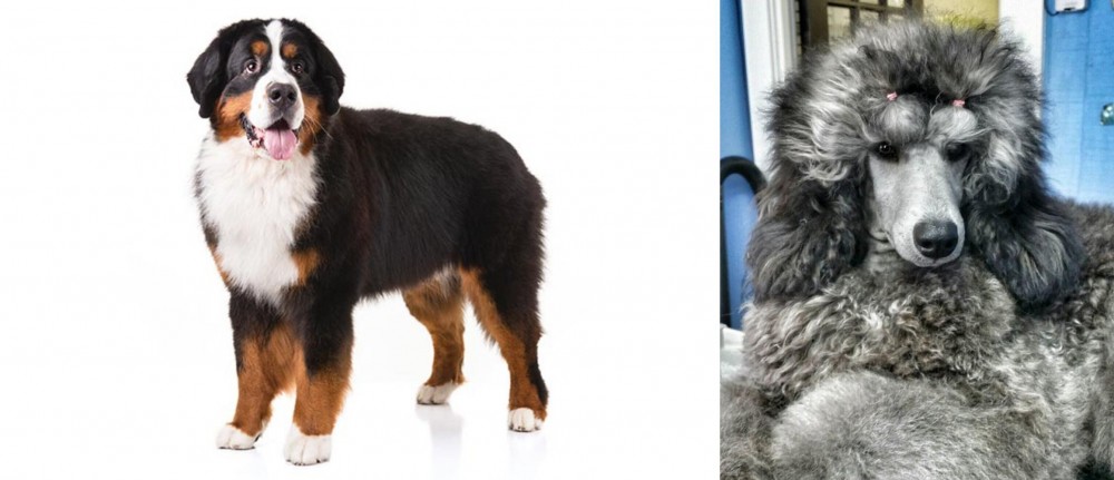 Standard Poodle vs Bernese Mountain Dog - Breed Comparison