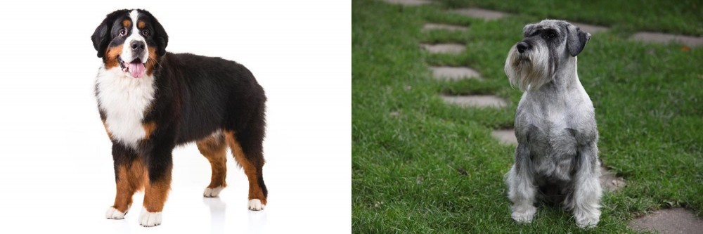 Standard Schnauzer vs Bernese Mountain Dog - Breed Comparison