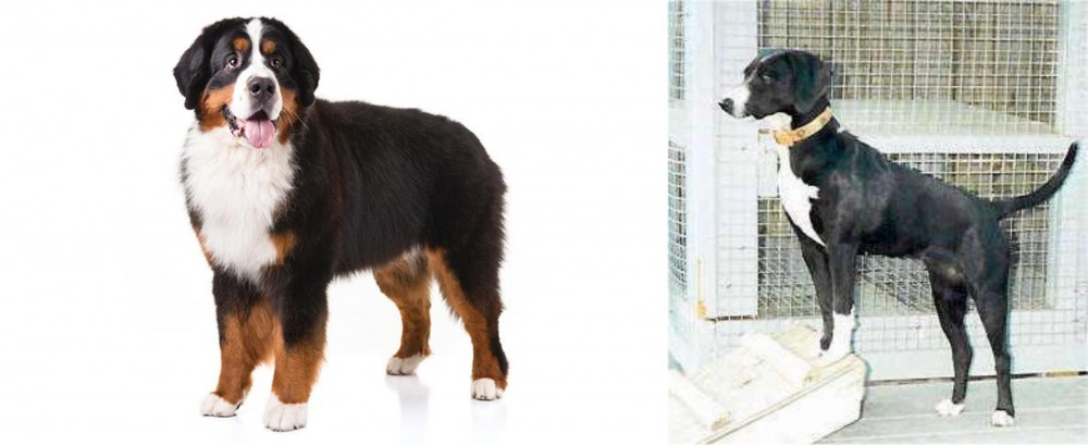 Stephens Stock vs Bernese Mountain Dog - Breed Comparison