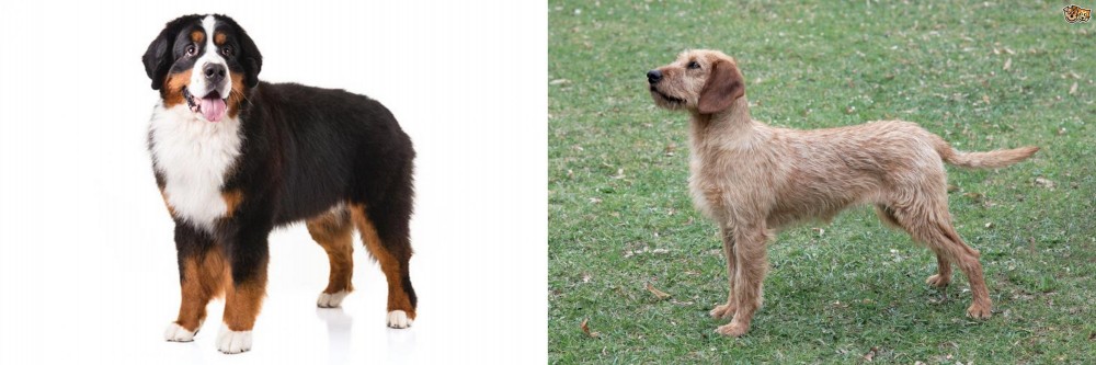 Styrian Coarse Haired Hound vs Bernese Mountain Dog - Breed Comparison