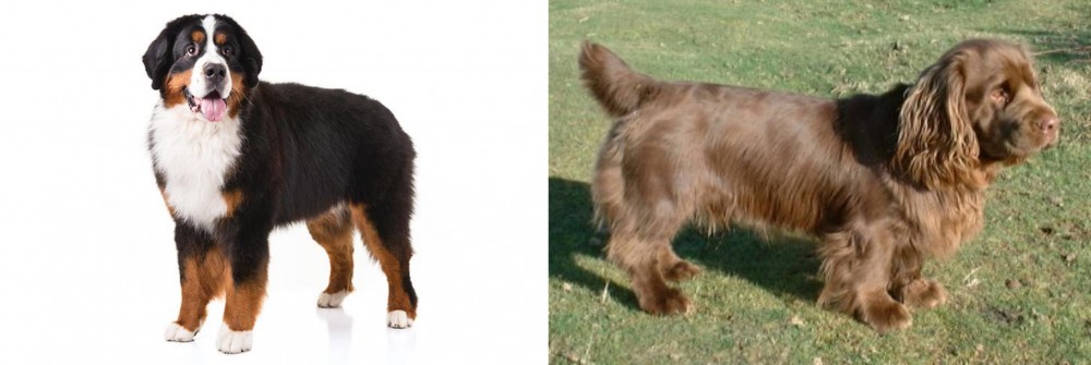 Sussex Spaniel vs Bernese Mountain Dog - Breed Comparison