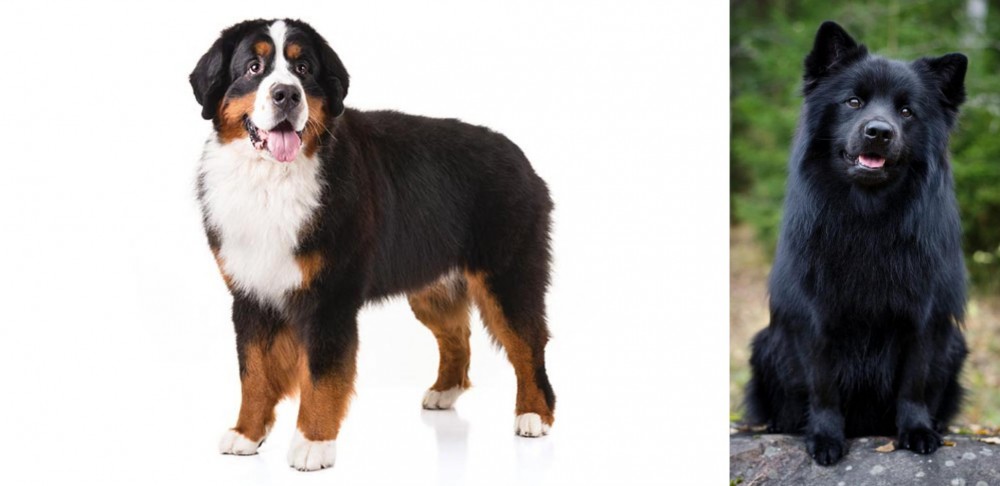 Swedish Lapphund vs Bernese Mountain Dog - Breed Comparison