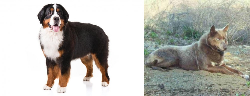 Tahltan Bear Dog vs Bernese Mountain Dog - Breed Comparison