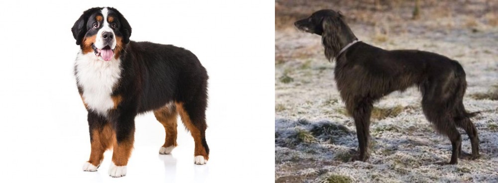 Taigan vs Bernese Mountain Dog - Breed Comparison