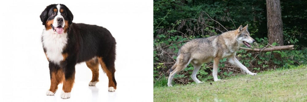 Tamaskan vs Bernese Mountain Dog - Breed Comparison