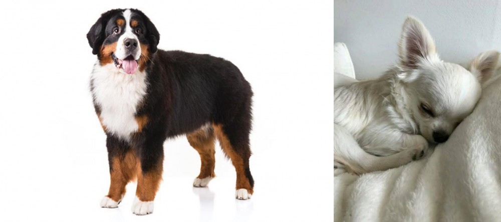 Tea Cup Chihuahua vs Bernese Mountain Dog - Breed Comparison