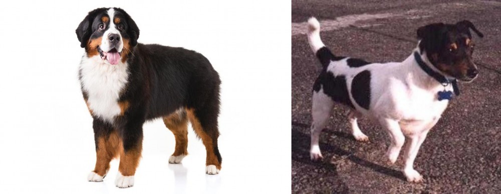 Teddy Roosevelt Terrier vs Bernese Mountain Dog - Breed Comparison