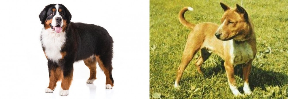 Telomian vs Bernese Mountain Dog - Breed Comparison