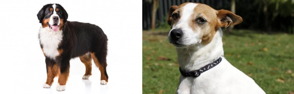 Tenterfield Terrier vs Bernese Mountain Dog - Breed Comparison