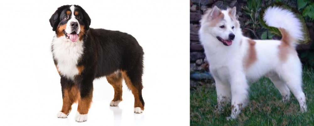 Thai Bangkaew vs Bernese Mountain Dog - Breed Comparison