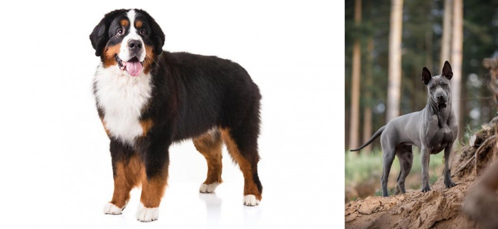 Thai Ridgeback vs Bernese Mountain Dog - Breed Comparison
