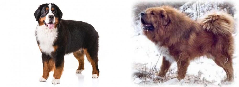 Tibetan Kyi Apso vs Bernese Mountain Dog - Breed Comparison